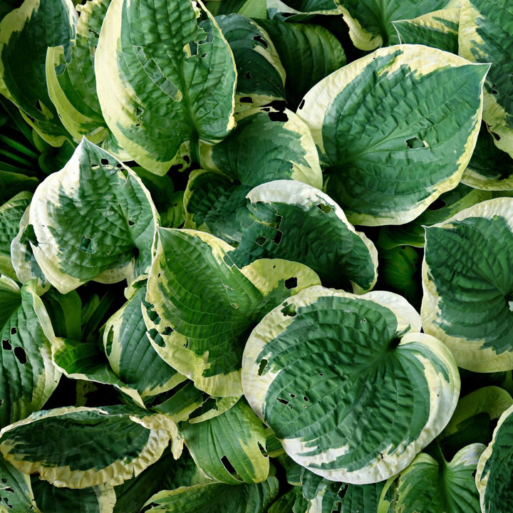 Hosta 'Earth Angel' ~ Earth Angel Hosta-ServeScape