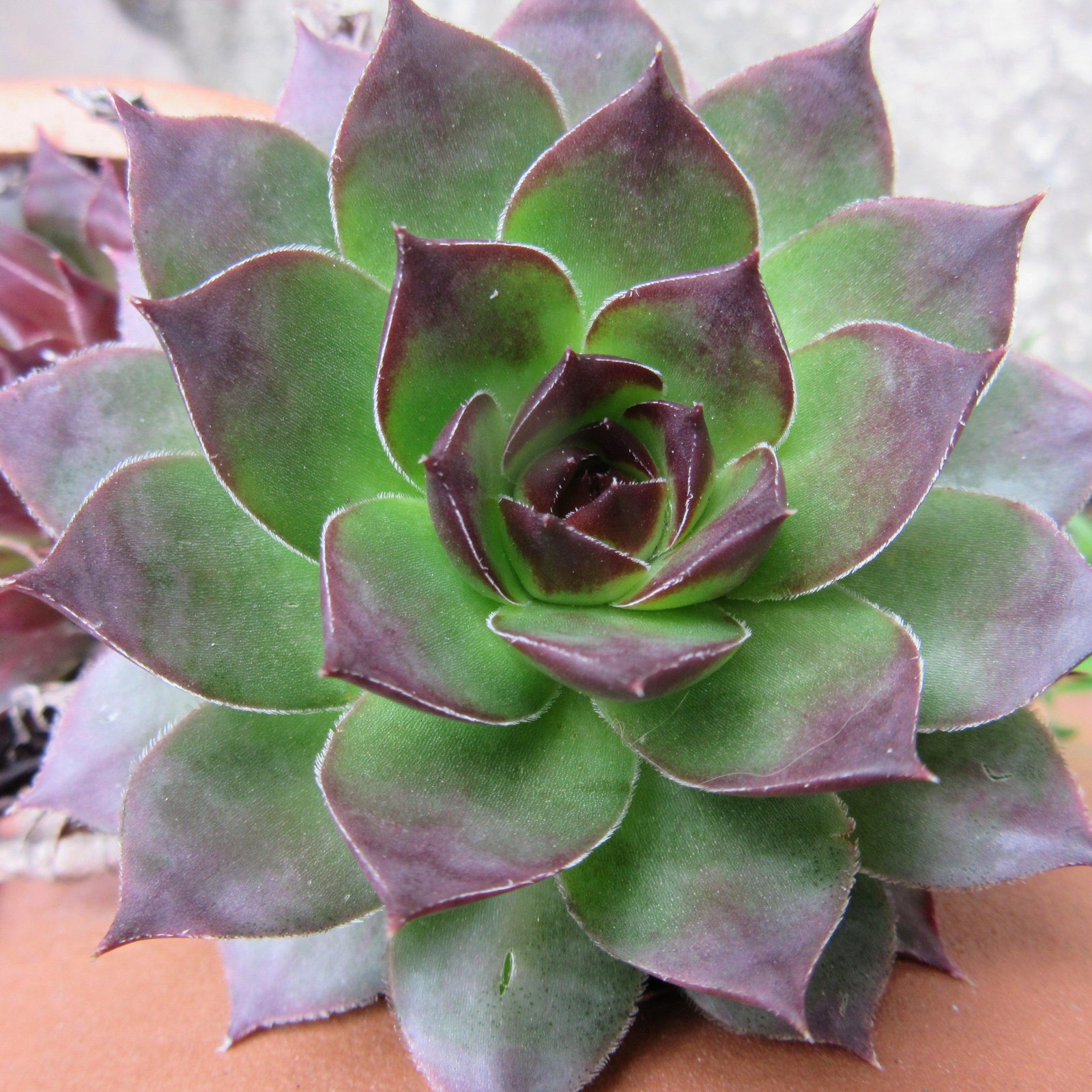 Sempervivum 'Black' ~ Black Echeveria, Hens and Chicks-ServeScape