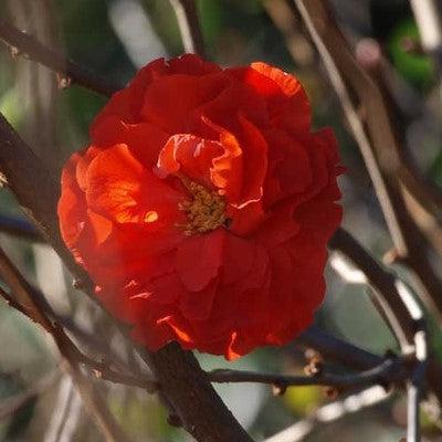 Chaenomeles speciosa 'Orange Storm' USPP 20,950 ~ Double Take™ Orange Flowering Quince-ServeScape