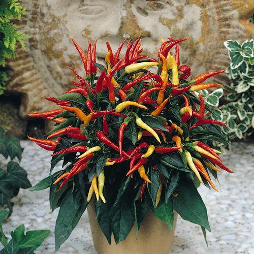 Capsicum annuum 'Medusa' ~ Medusa Ornamental Pepper-ServeScape