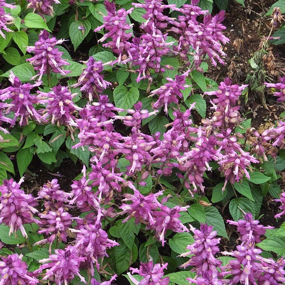 Salvia splendens 'PAS3289' ~ Vista™ Lavender Salvia-ServeScape