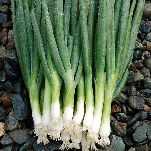Scallions Pack-ServeScape