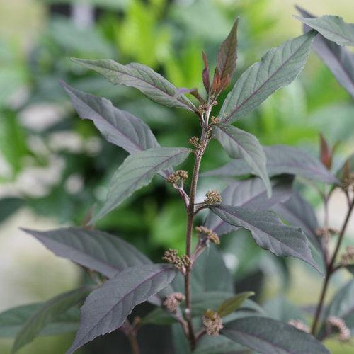 Callicarpa 'Pearl Glam' ~ Pearl Glam® Beautyberry-ServeScape