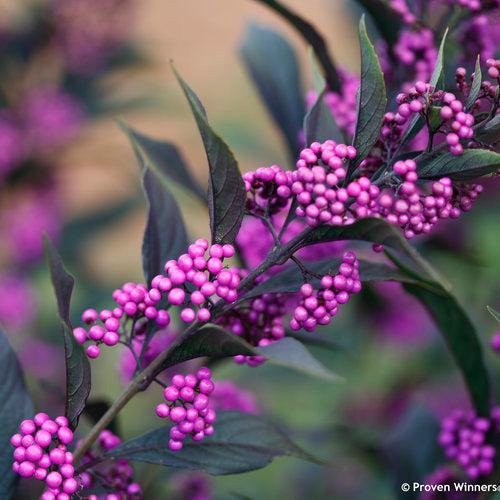Callicarpa 'Pearl Glam' ~ Pearl Glam® Beautyberry-ServeScape