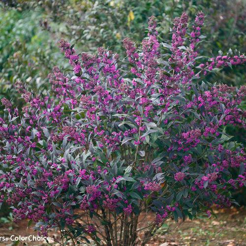 Callicarpa 'Pearl Glam' ~ Pearl Glam® Beautyberry-ServeScape