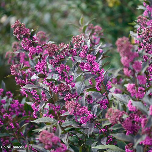 Callicarpa 'Pearl Glam' ~ Pearl Glam® Beautyberry-ServeScape