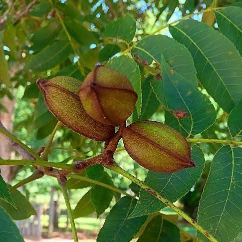 Carya illinoinensis 'Caddo' ~ Caddo Pecan-ServeScape