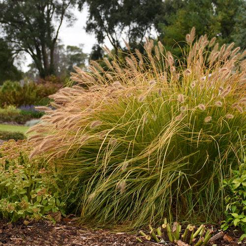 Pennisetum alopecuroides 'Desert Plains' ~ Prairie Winds® Desert Plains Fountain Grass-ServeScape