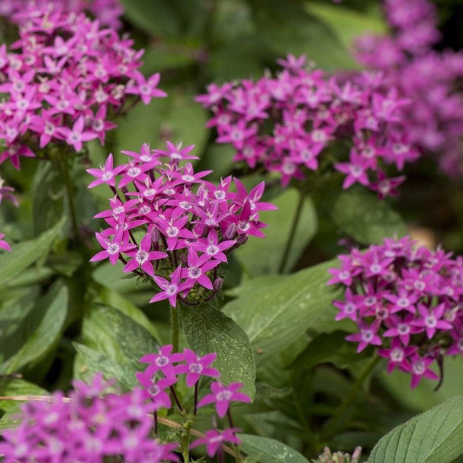 Pentas lanceolata 'Graffiti OG Violet' ~ Graffiti® OG Violet Star Flower-ServeScape