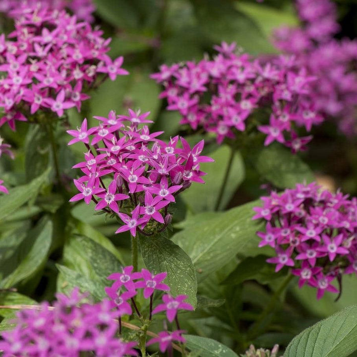 Pentas lanceolata 'Graffiti OG Violet' ~ Graffiti® OG Violet Star Flower-ServeScape