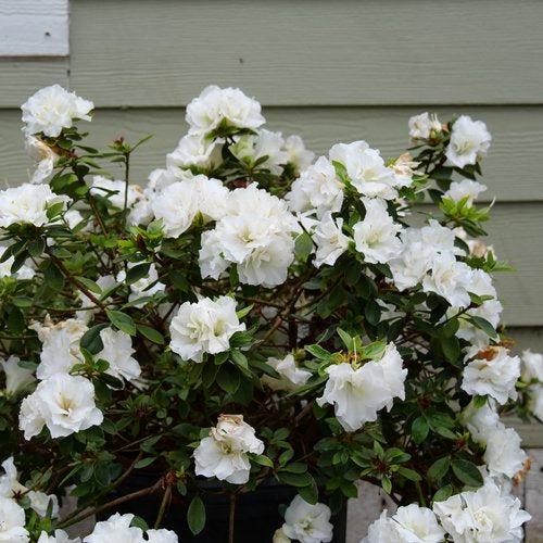 Rhododendron x 'NCRX5' ~ Perfecto Mundo® Double White Azalea-ServeScape