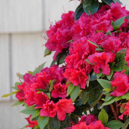 Rhododendron x 'NCRX8' ~ PW® Perfecto Mundo® Red Azalea-ServeScape