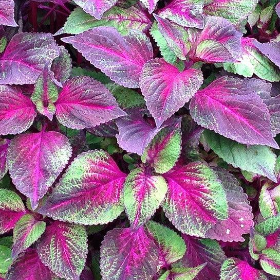 Perilla 'Tricolor' ~ Perilla Tricolor-ServeScape