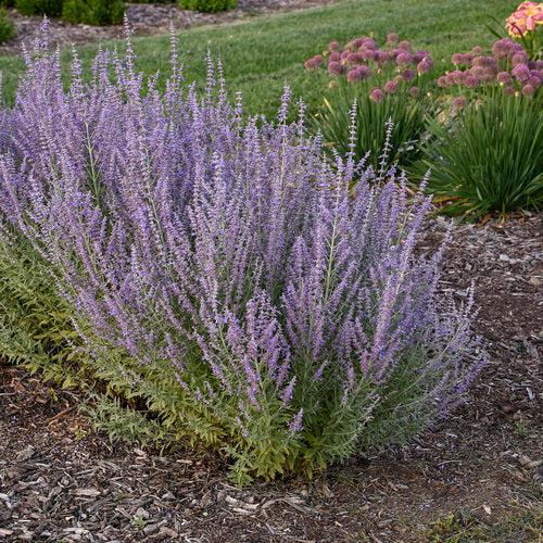 Perovskia atriplicifolia 'Sage Advice' ~ PW® Sage Advice Russian Sage-ServeScape