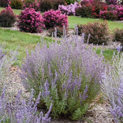Perovskia atriplicifolia 'Sage Advice' ~ PW® Sage Advice Russian Sage-ServeScape