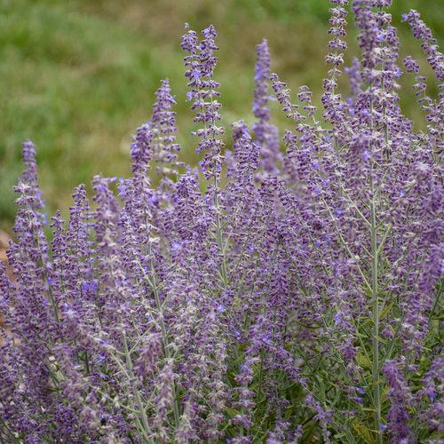 Perovskia atriplicifolia 'Sage Advice' ~ PW® Sage Advice Russian Sage-ServeScape