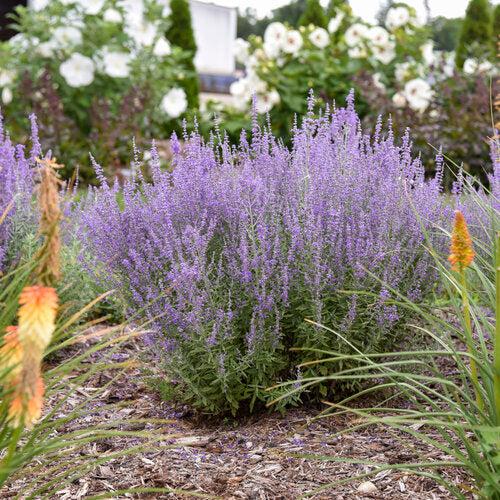 Perovskia atriplicifolia 'Sage Advice' ~ PW® Sage Advice Russian Sage-ServeScape