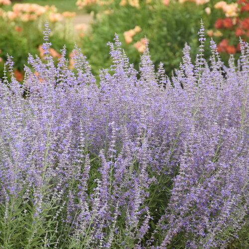 Perovskia atriplicifolia 'Sage Advice' ~ PW® Sage Advice Russian Sage-ServeScape
