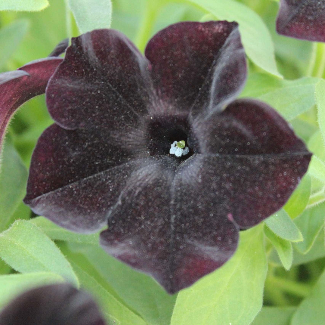Petunia x 'Black Ray' ~ Black Ray™ Petunia-ServeScape