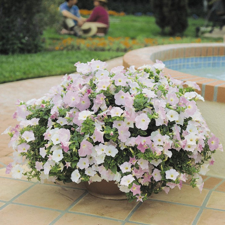 Petunia x 'PAS3190' ~ Wave® Misty Lilac Spreading Petunia-ServeScape