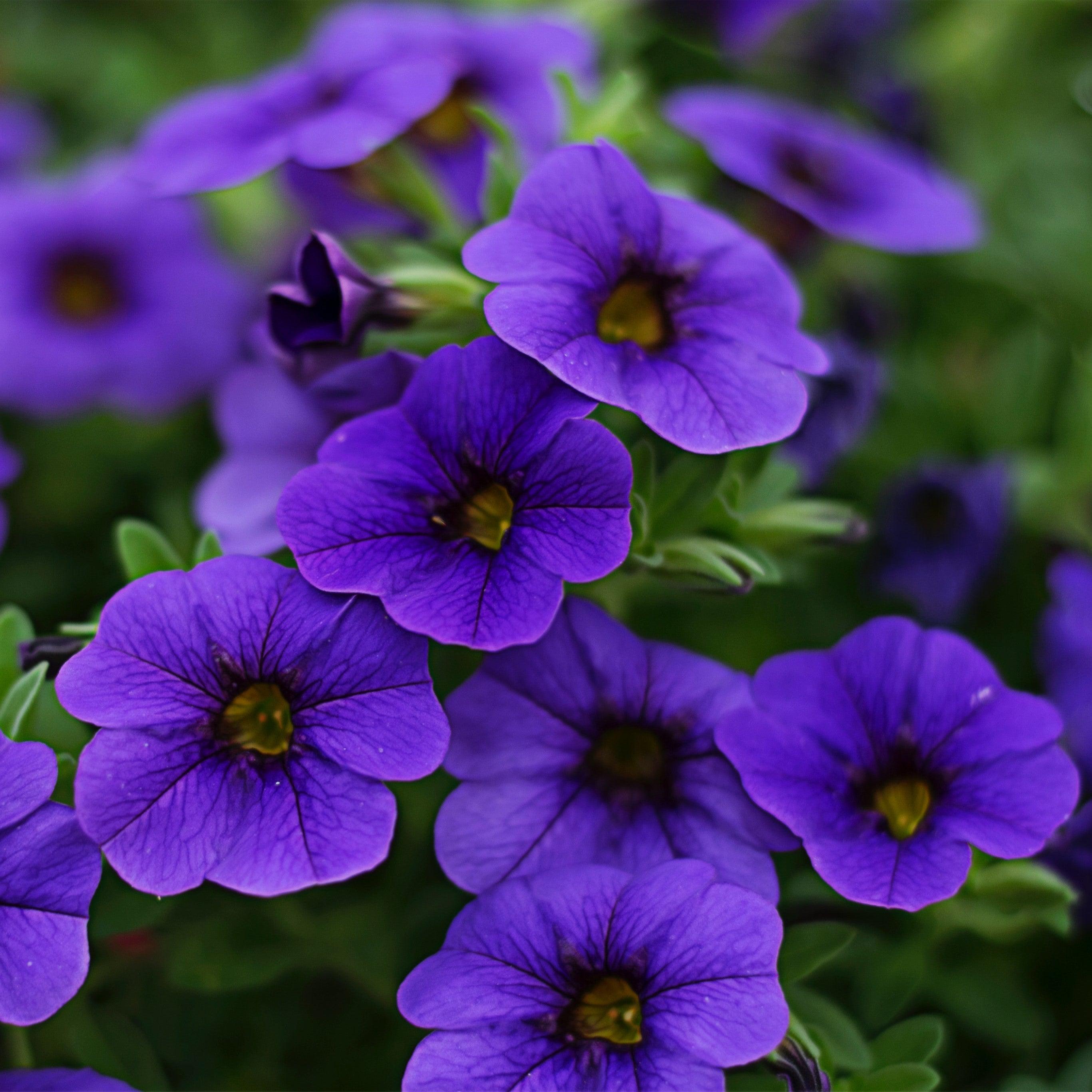 Aloha Kona Midnight Blue Calibrachoa, Million Bells - Calibrachoa