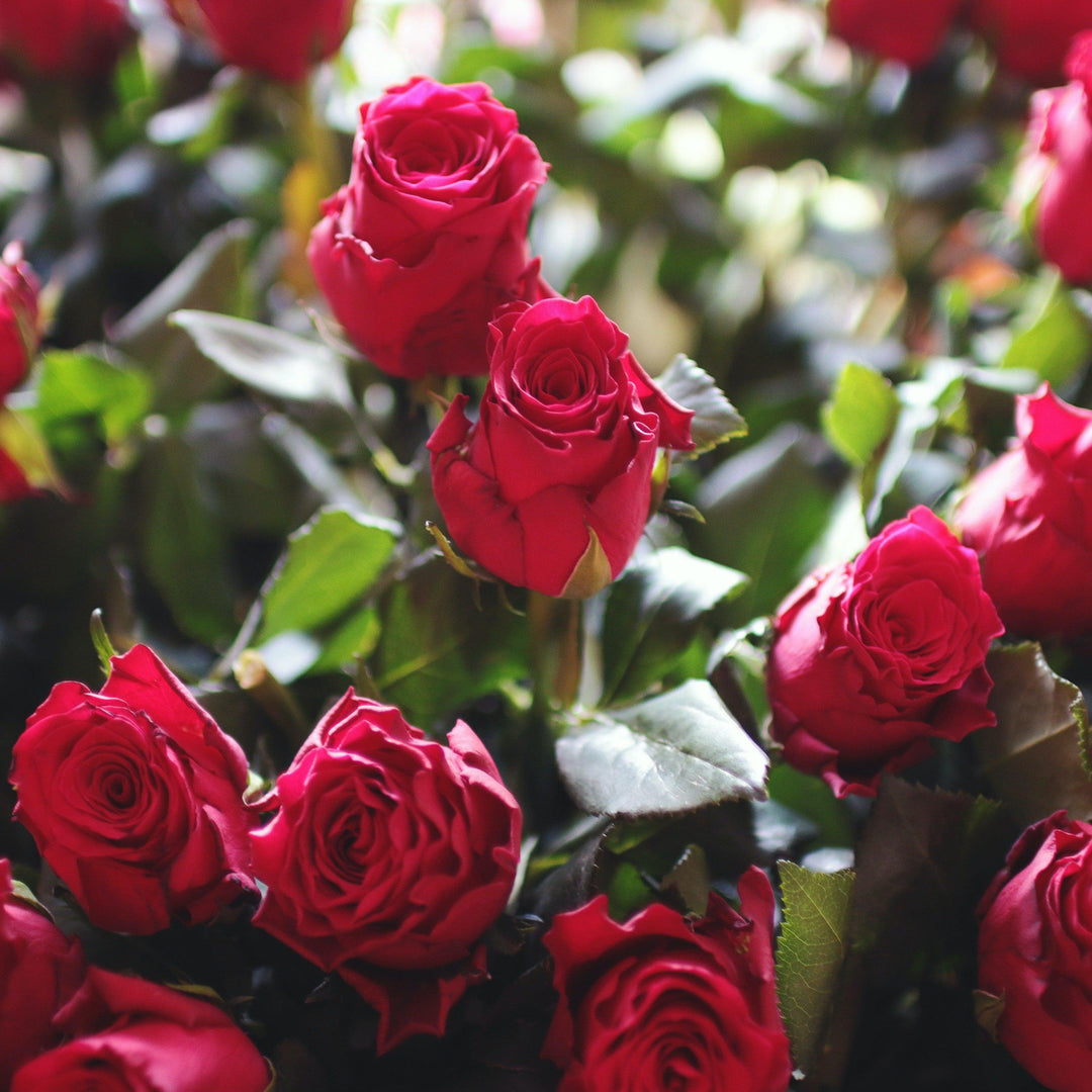 Rosa 'TANweieke' ~ Showbiz Rose-ServeScape