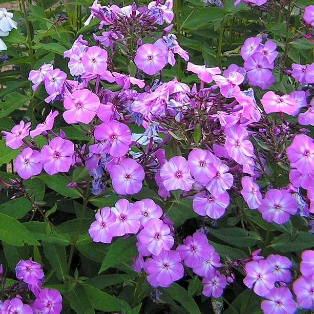 phlox paniculata 'Barphlopanearpur' ~ Early™ Purple Eye Garden Phlox-ServeScape