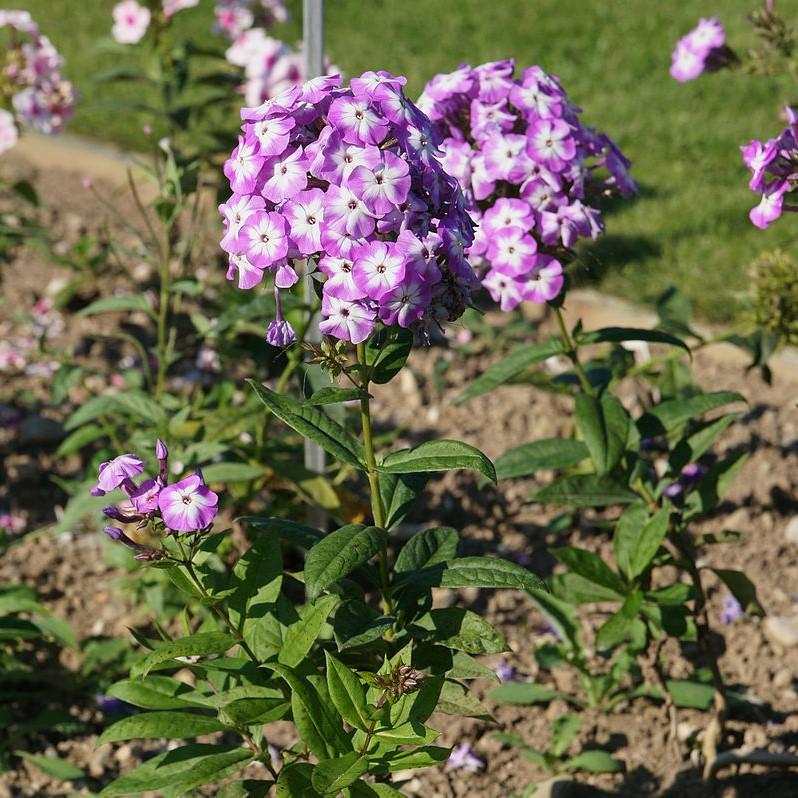phlox paniculata 'Barphlopanearpur' ~ Early™ Purple Eye Garden Phlox-ServeScape