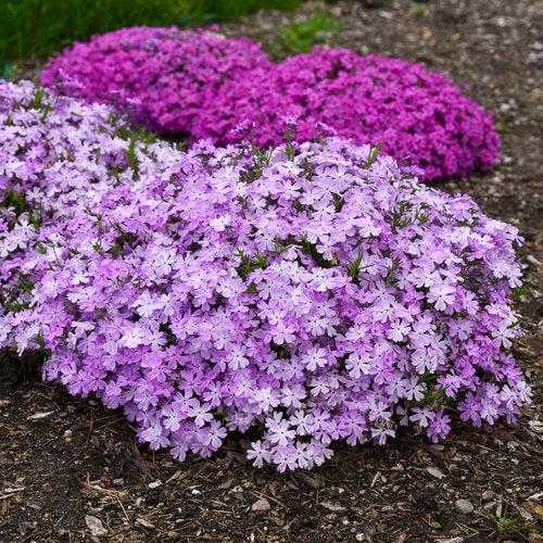 Phlox subulata 'Pink Sparkles' ~ PW® Spring Bling™ Pink Sparkles Creeping Phlox-ServeScape