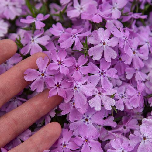 Phlox subulata 'Pink Sparkles' ~ PW® Spring Bling™ Pink Sparkles Creeping Phlox-ServeScape