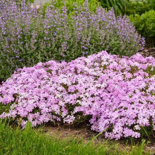 Phlox subulata 'Pink Sparkles' ~ PW® Spring Bling™ Pink Sparkles Creeping Phlox-ServeScape