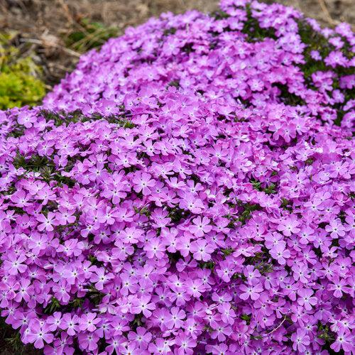 Phlox subulata 'Rose Quartz' ~ PW® Spring Bling™ Rose Quartz Creeping Phlox-ServeScape