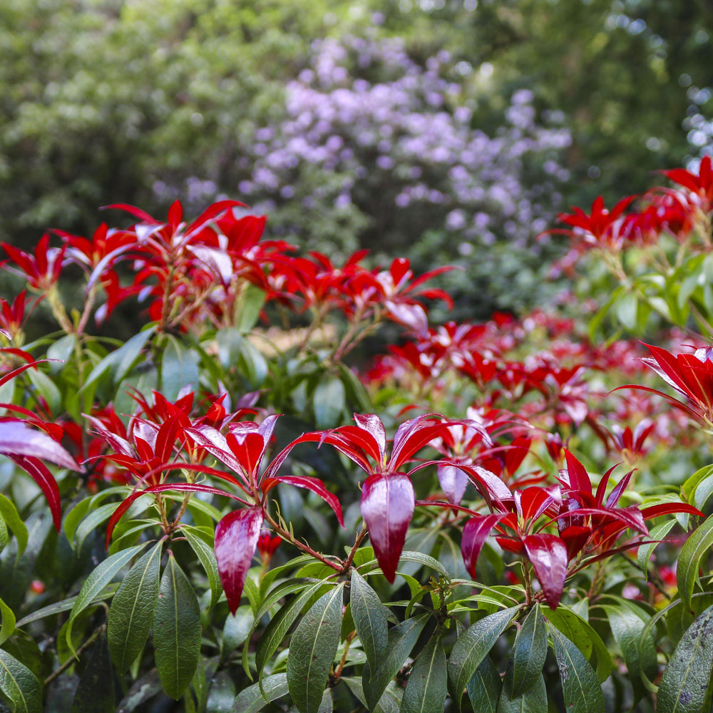 pieris japonica 'Katsura' ~ Katsura Pieris-ServeScape