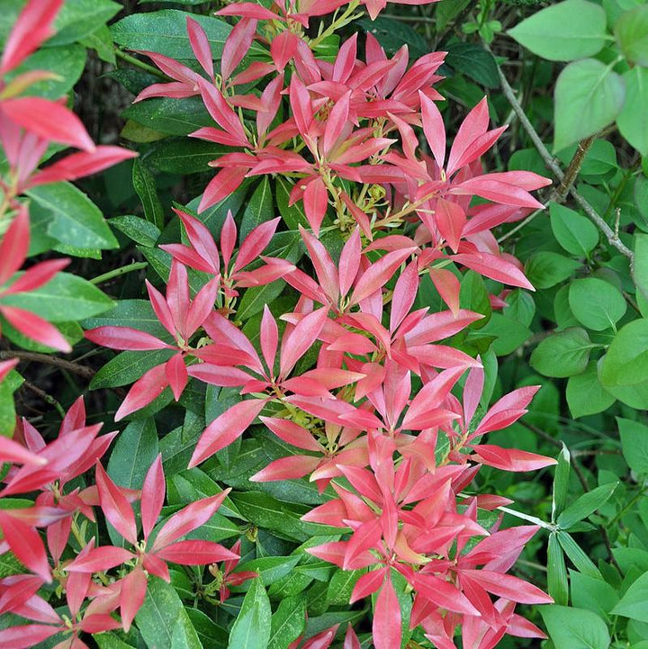 pieris japonica 'Katsura' ~ Katsura Pieris-ServeScape