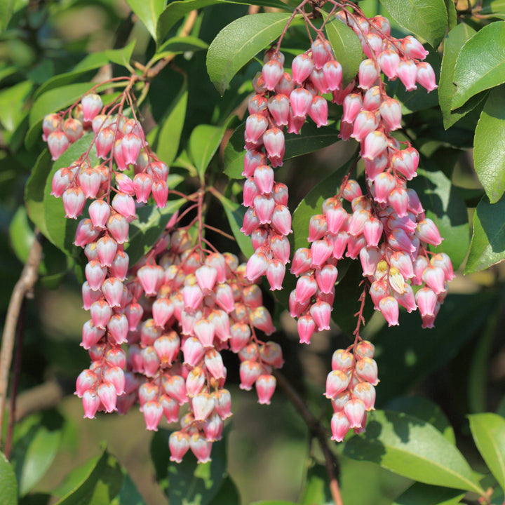 pieris japonica 'Katsura' ~ Katsura Pieris-ServeScape