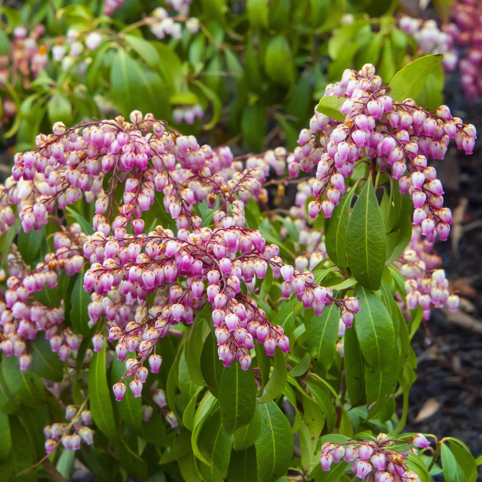 pieris japonica 'Katsura' ~ Katsura Pieris-ServeScape