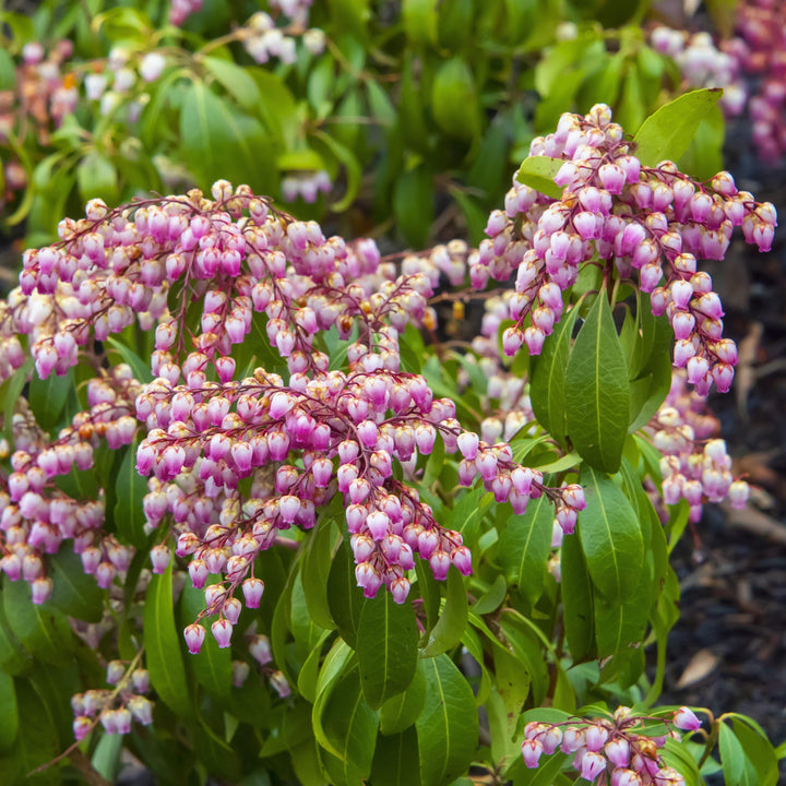 pieris japonica 'Katsura' ~ Katsura Pieris-ServeScape