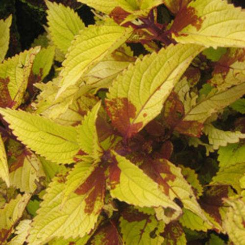 Solenostemon scutellarioides 'Pineapple’ ~ Pineapple Coleus-ServeScape