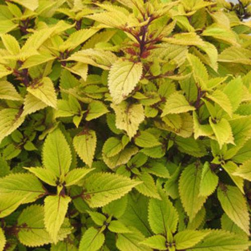 Solenostemon scutellarioides 'Pineapple’ ~ Pineapple Coleus-ServeScape