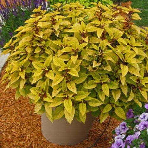 Solenostemon scutellarioides 'Pineapple’ ~ Pineapple Coleus-ServeScape