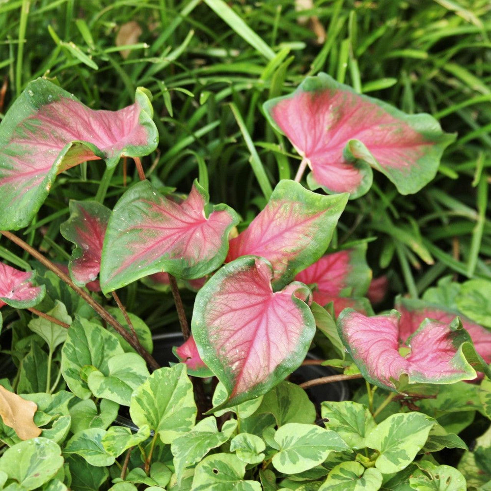 Caladium 'Florida Sweetheart' ~ Florida Sweetheart Caladium-ServeScape