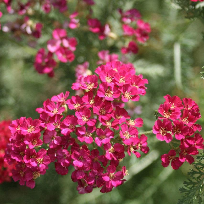 Achillea millefolium 'Balvinred' PP25618~ New Vintage™ Red Yarrow-ServeScape