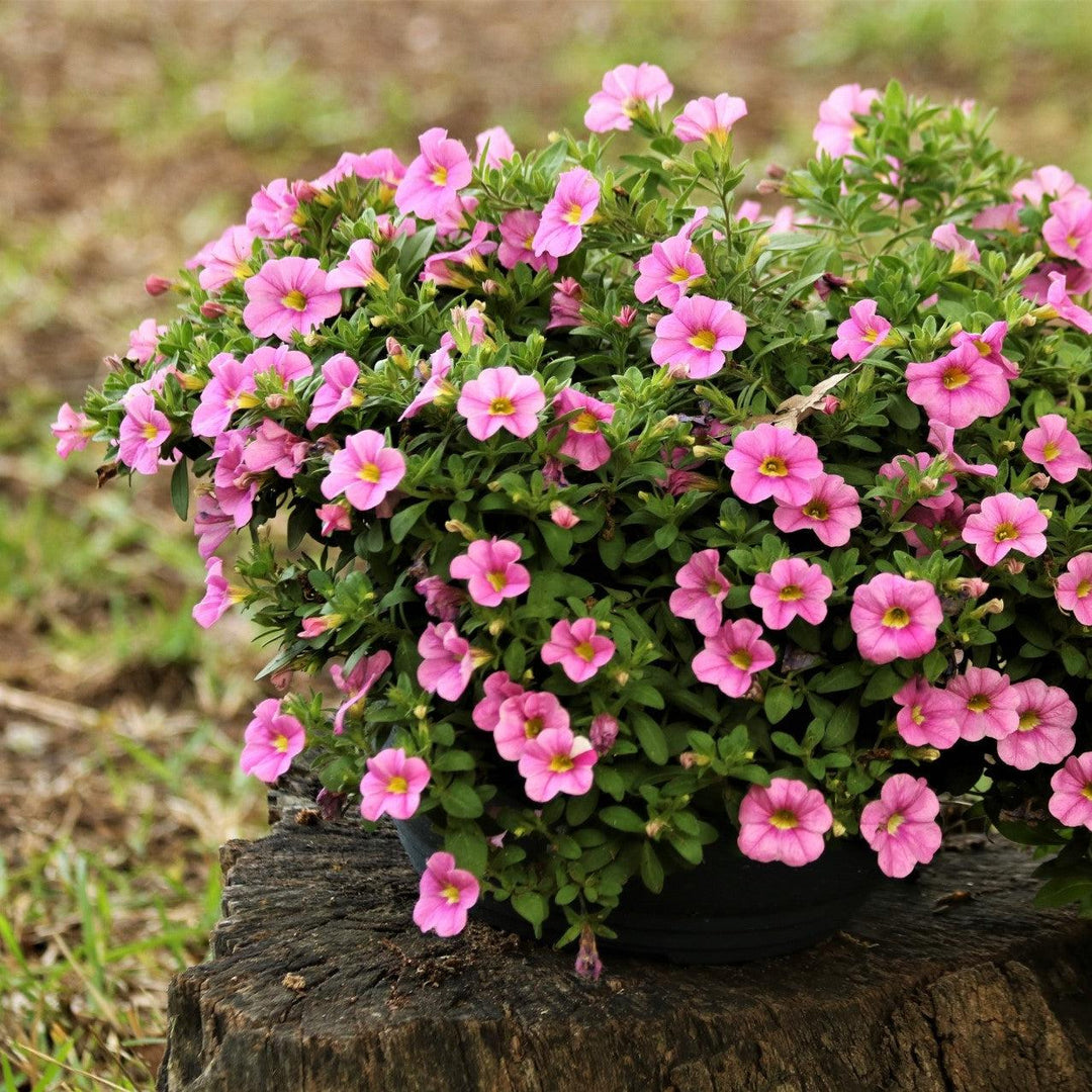 Calibrachoa 'Aloha Kona Soft Pink' ~ Aloha Kona Soft Pink Calibrachoa, Million Bells-ServeScape
