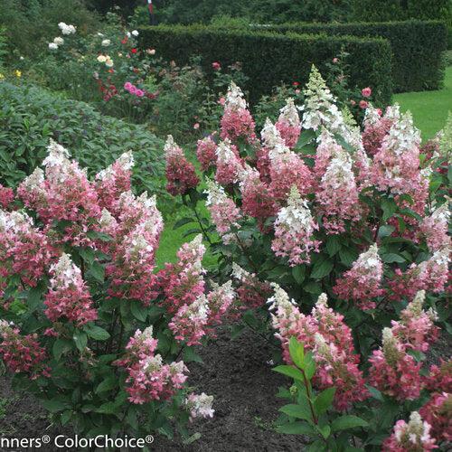 Hydrangea paniculata 'DVP PINKY' ~ Pinky Winky® Hydrangea-ServeScape