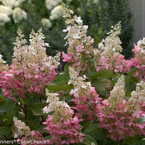 Hydrangea paniculata 'DVP PINKY' ~ Pinky Winky® Hydrangea-ServeScape