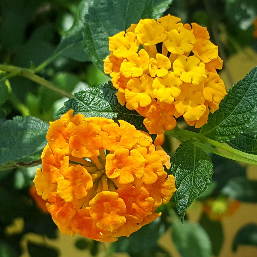 Lantana camara 'Ban Oran' ~ Bandana® Orange Lantana-ServeScape