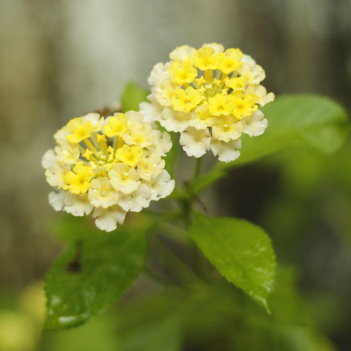 Lantana camara 'Ban Whit' USPP 21,590 ~ Bandana® White Lantana-ServeScape