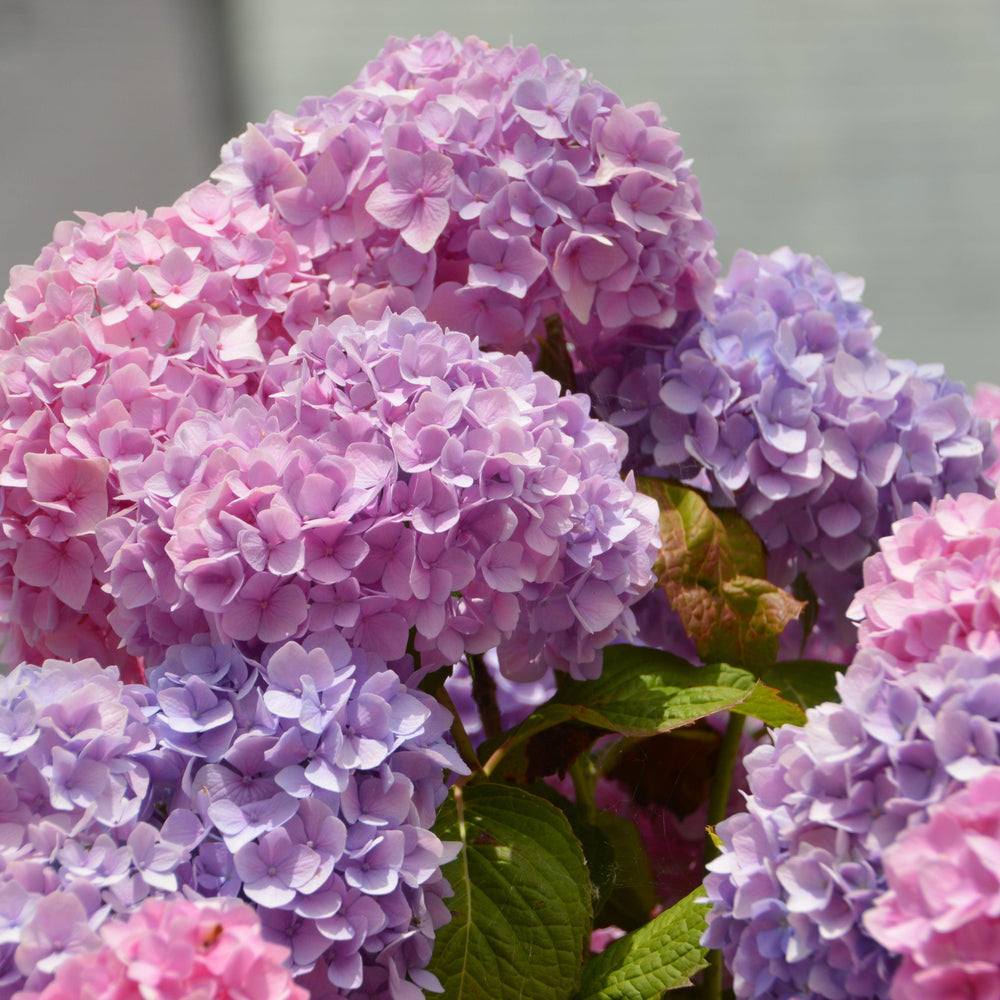 Hydrangea macrophylla 'Wyatt LeFever' ~ Dear Dolores® Hydrangea-ServeScape