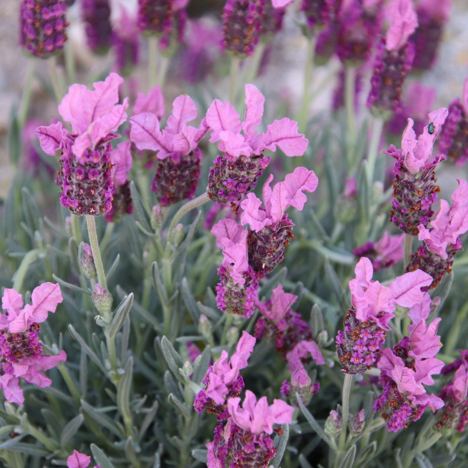 Lavandula stoechas subsp. pendunculata 'IBPR901-2' ~ The Princess™ Spanish Lavender-ServeScape