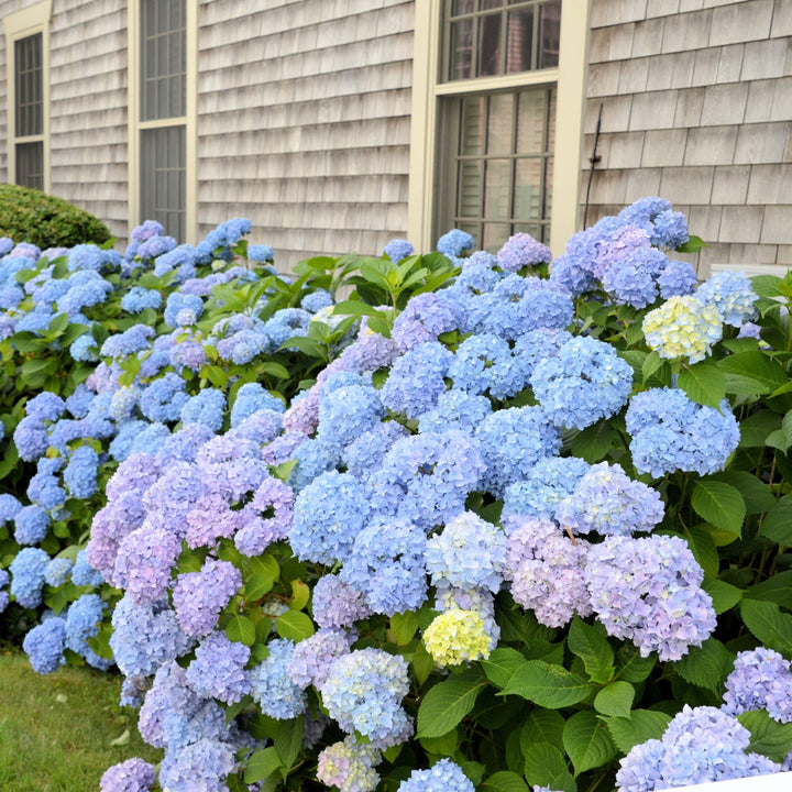 Hydrangea macrophylla 'Wyatt LeFever' ~ Dear Dolores® Hydrangea-ServeScape